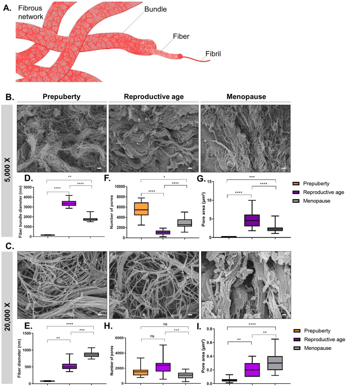 prepuberty A blueprint of the topology and mechanics of the human ovary for  next-generation bioengineering and diagnosis | Nature Communications