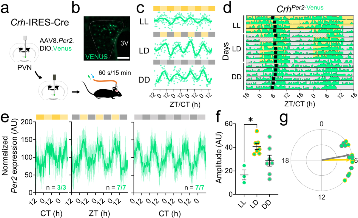 Circadian neurons in the paraventricular nucleus entrain and sustain daily  rhythms in glucocorticoids | Nature Communications