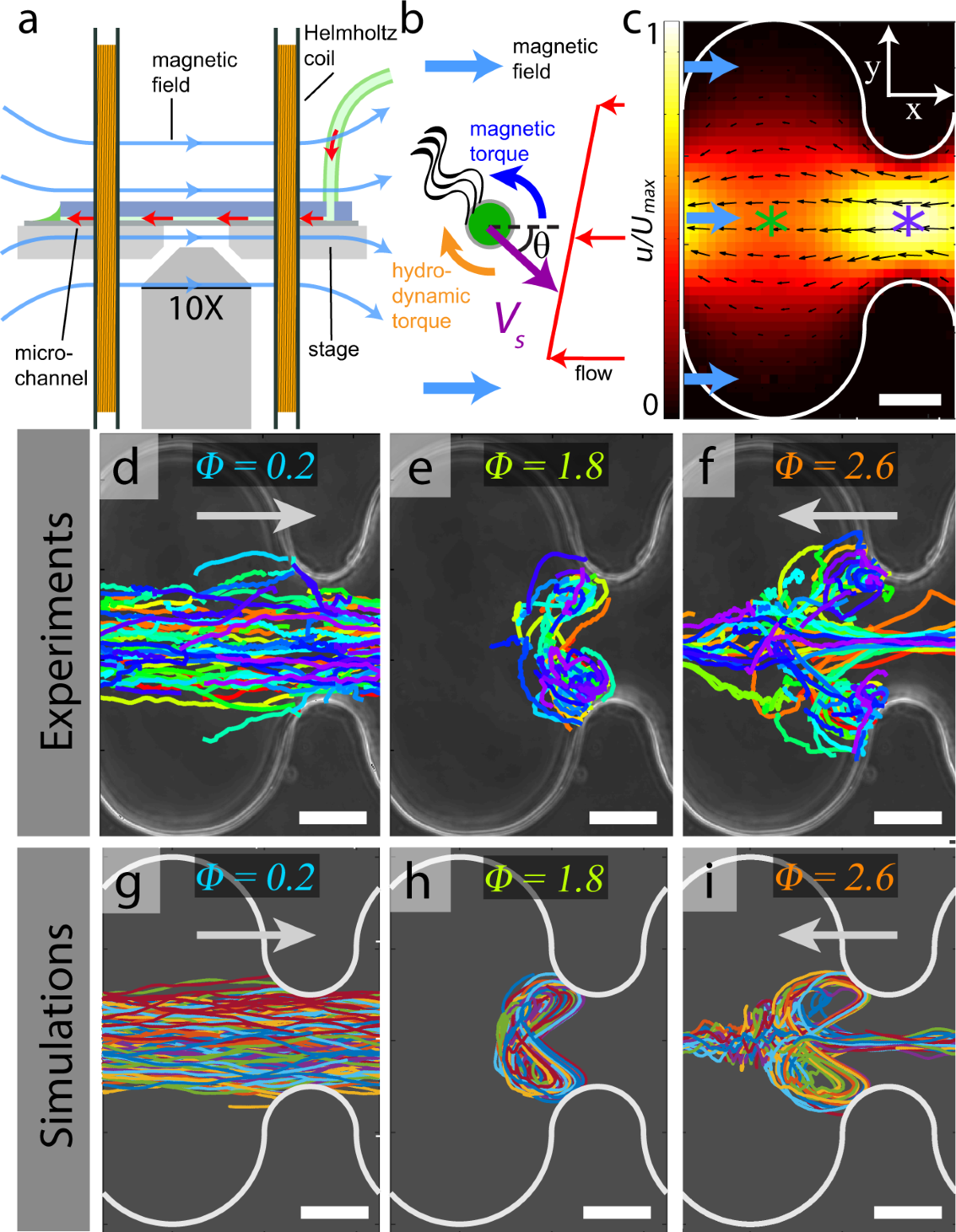 Fluidic bacterial diodes rectify magnetotactic cell motility in porous  environments | Nature Communications