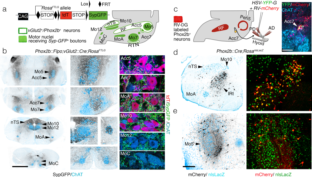 A medullary centre for lapping in mice | Nature Communications