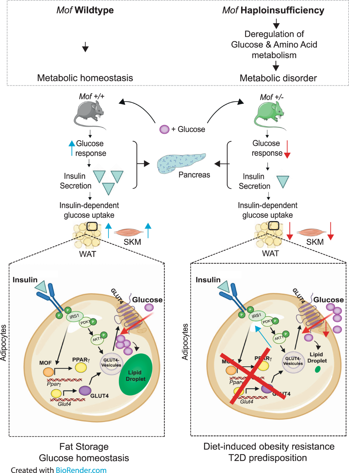 Histone H4 lysine 16 acetylation controls central carbon metabolism and diet-induced obesity in mice | Nature Communications Histone H4 lysine 16 acetylation controls central carbon metabolism and diet-induced obesity in mice | Nature Communications