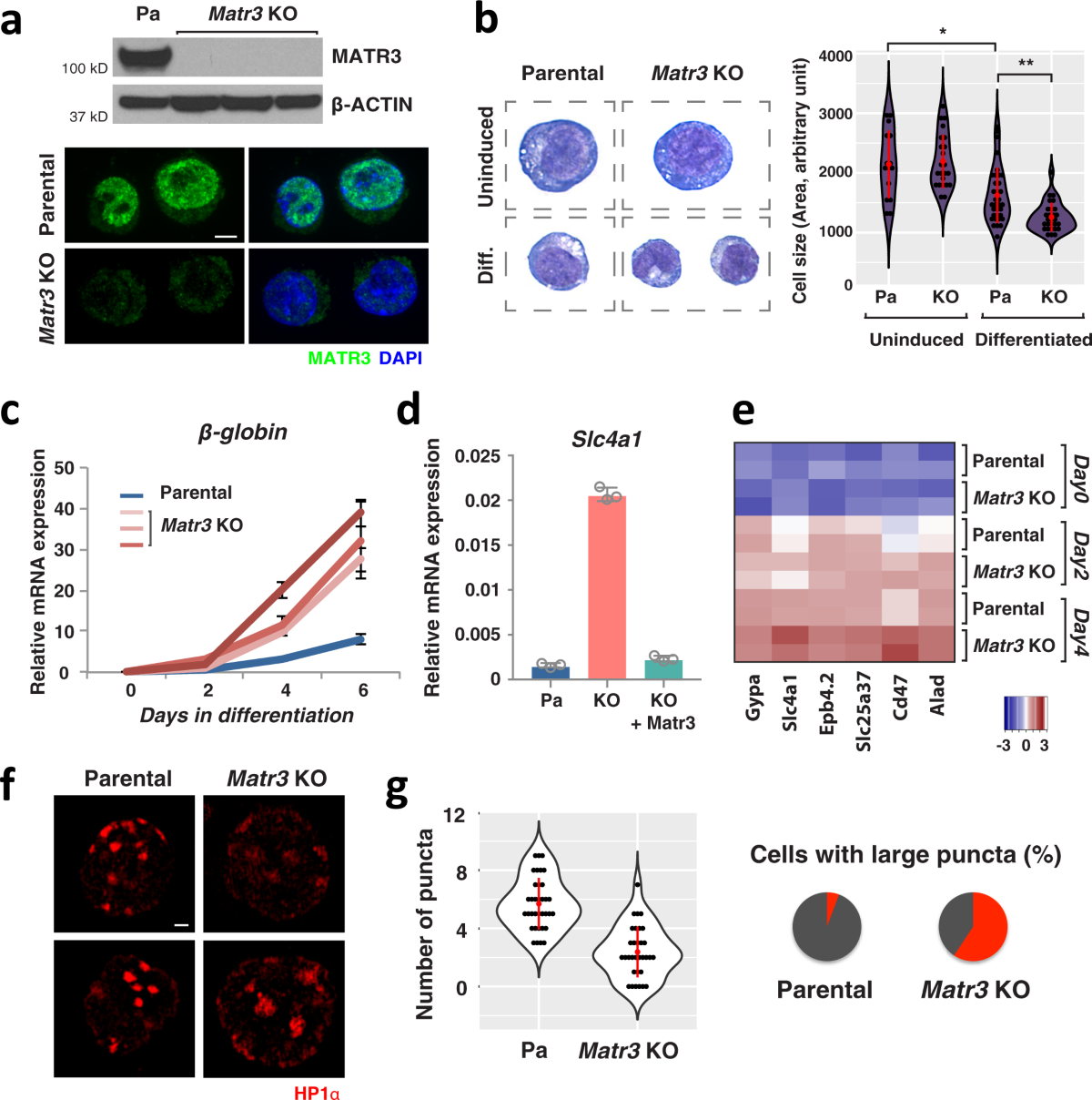 Inner nuclear protein Matrin-3 coordinates cell differentiation by  stabilizing chromatin architecture | Nature Communications