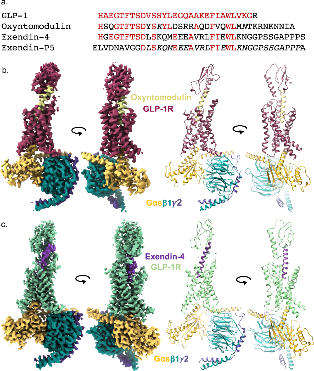 does glp-1 cause cancer Glucagon-like peptide 1 receptor agonist use and risk of thyroid cancer:  Scandinavian cohort study