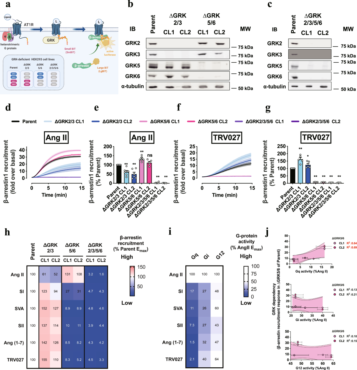 Heterotrimeric Gq proteins act as a switch for GRK56 selectivity  underlying β-arrestin transducer bias | Nature Communications