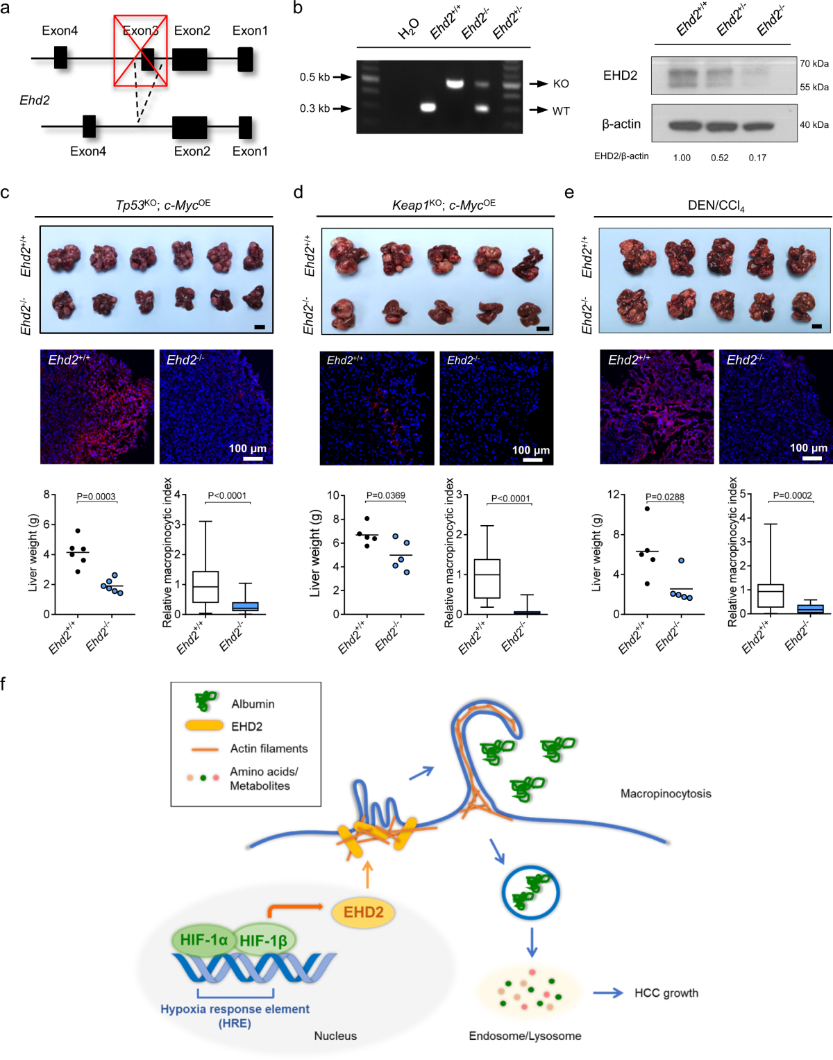 Anna Nevzorova nude  Hypoxia-induced macropinocytosis represents a metabolic route for liver  cancer | Nature Communications
