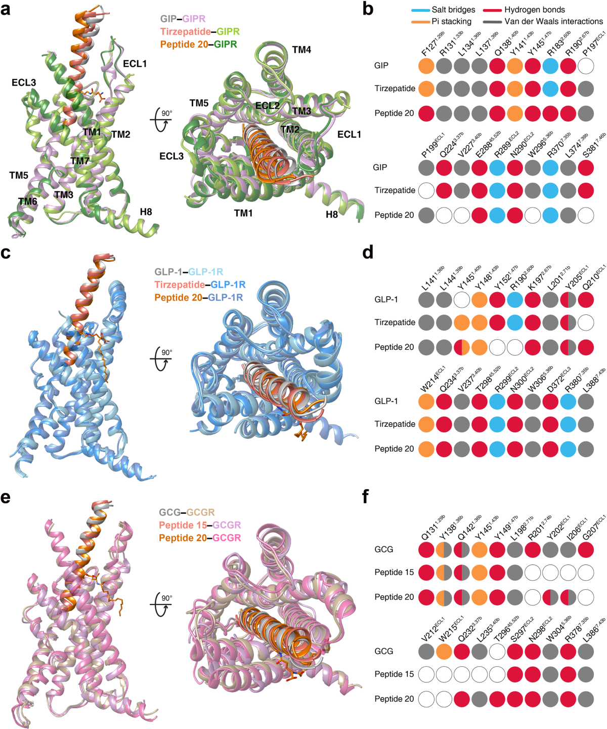 Structural insights into multiplexed pharmacological actions of tirzepatide  and peptide 20 at the GIP, GLP-1 or glucagon receptors | Nature  Communications
