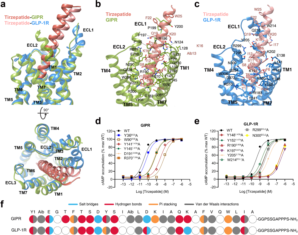 tirzepatide protein Structural insights into multiplexed pharmacological actions of tirzepatide  and peptide 20 at the GIP, GLP-1 or glucagon receptors