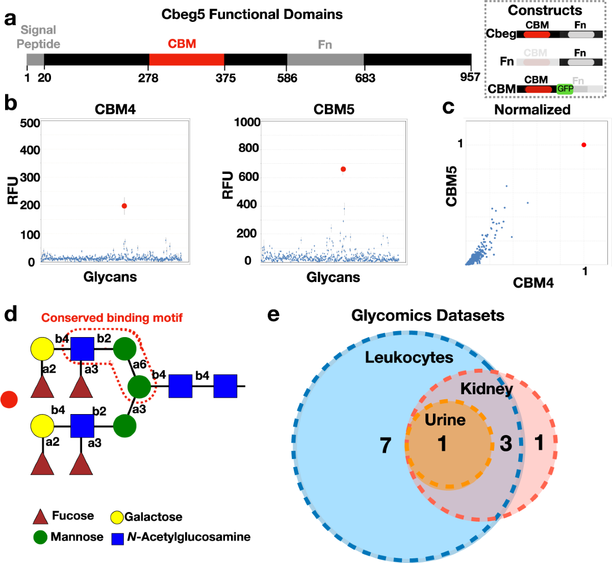 Unraveling function and diversity of bacterial lectins in the human  microbiome | Nature Communications