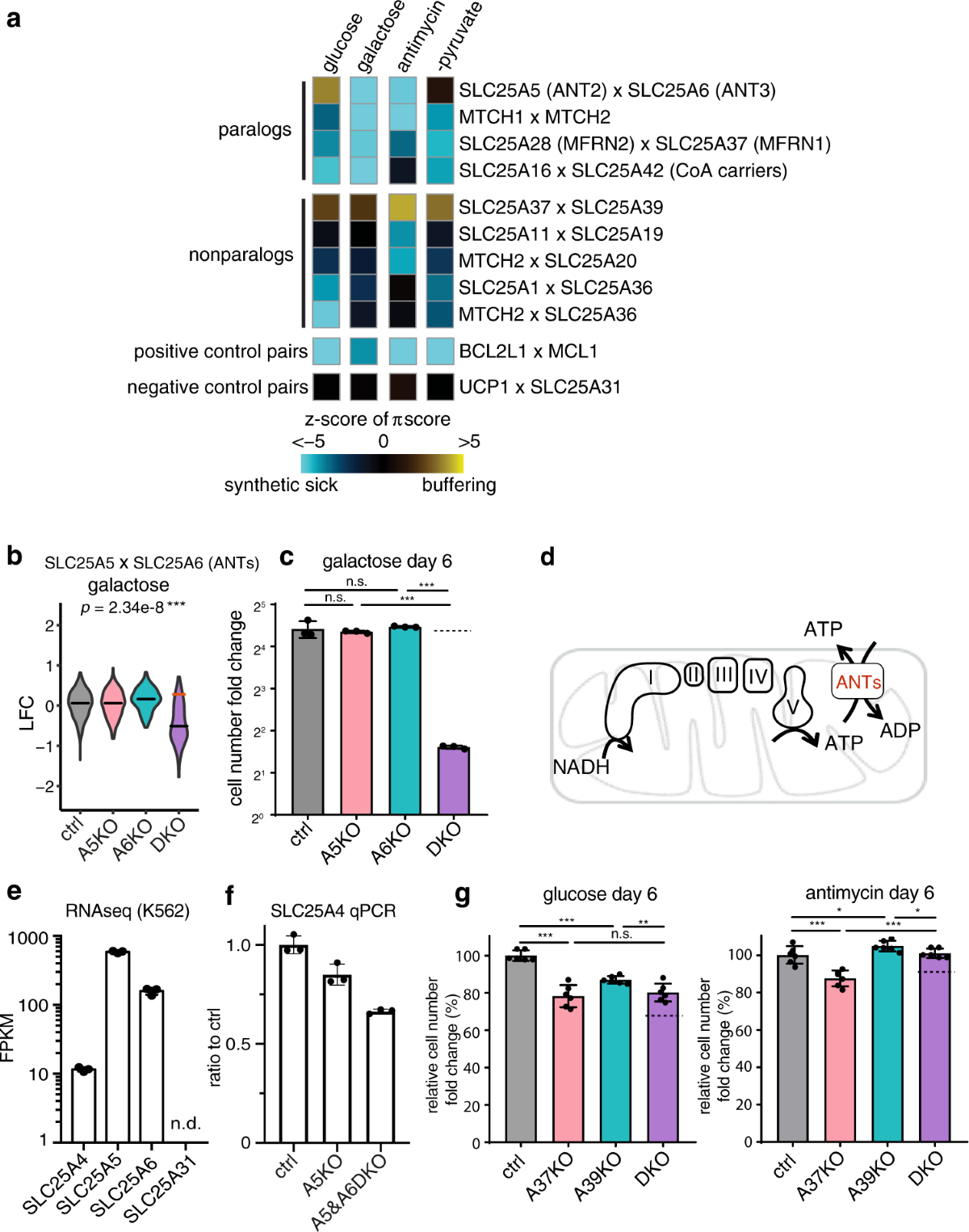 slc25a39 is necessary for mitochondrial glutathione import in mammalian cells Combinatorial GxGxE CRISPR screen identifies SLC25A39 in mitochondrial  glutathione transport linking iron homeostasis to OXPHOS