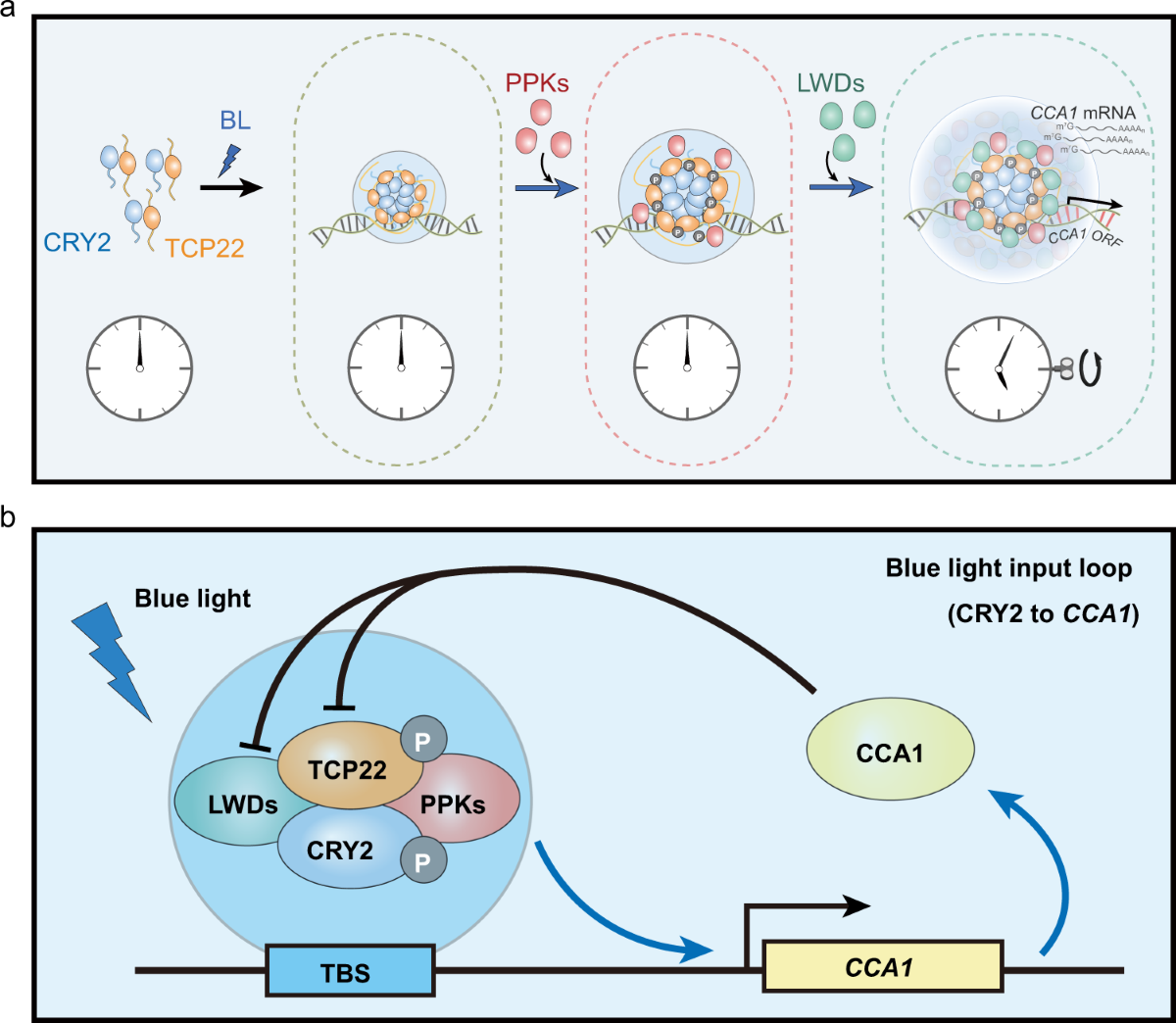 Arabidopsis cryptochrome 2 forms photobodies with TCP22 under blue light  and regulates the circadian clock | Nature Communications