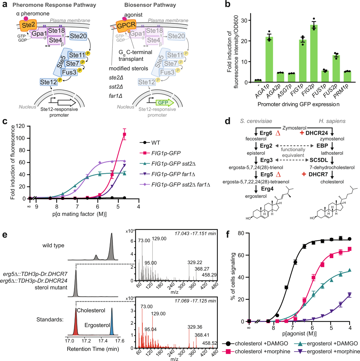 opioid receptors biological insights