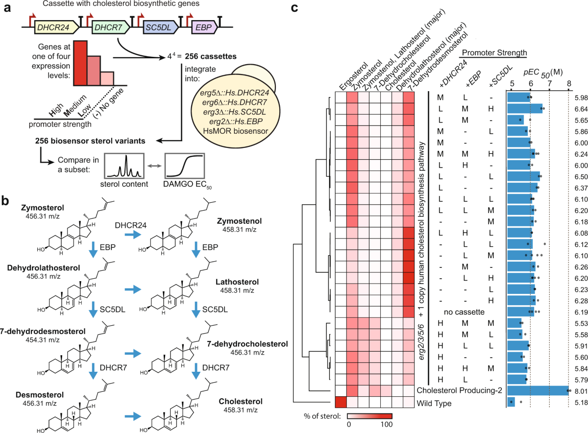 biological mechanisms understood