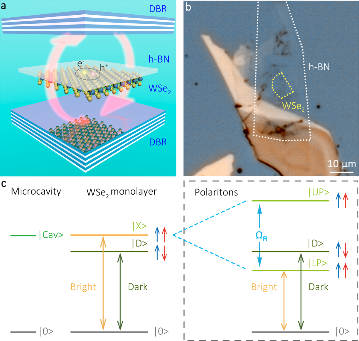 Brightening of a dark monolayer semiconductor via strong light-matter  coupling in a cavity | Nature Communications