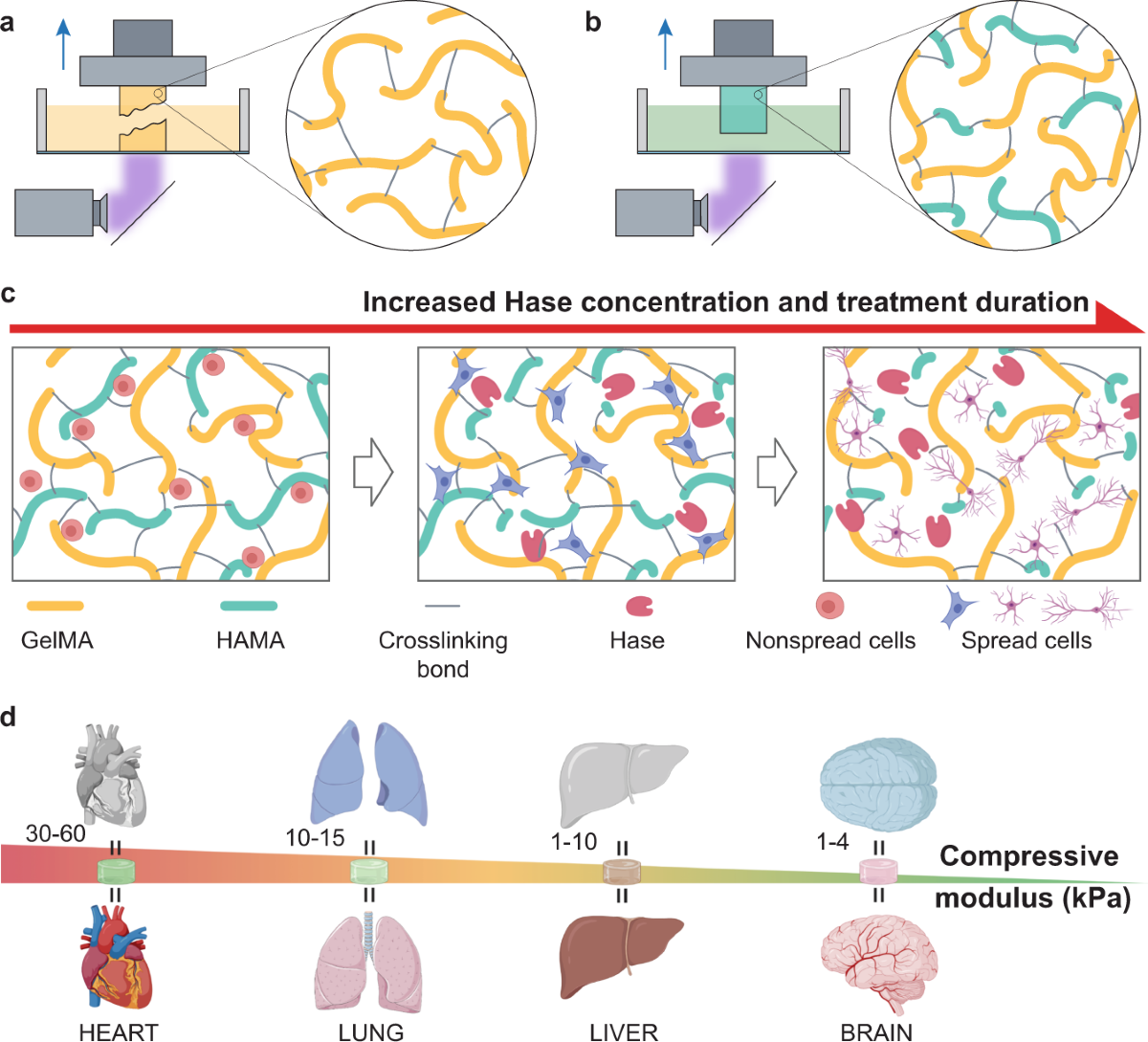 Molecularly cleavable bioinks facilitate high-performance digital light  processing-based bioprinting of functional volumetric soft tissues | Nature  Communications