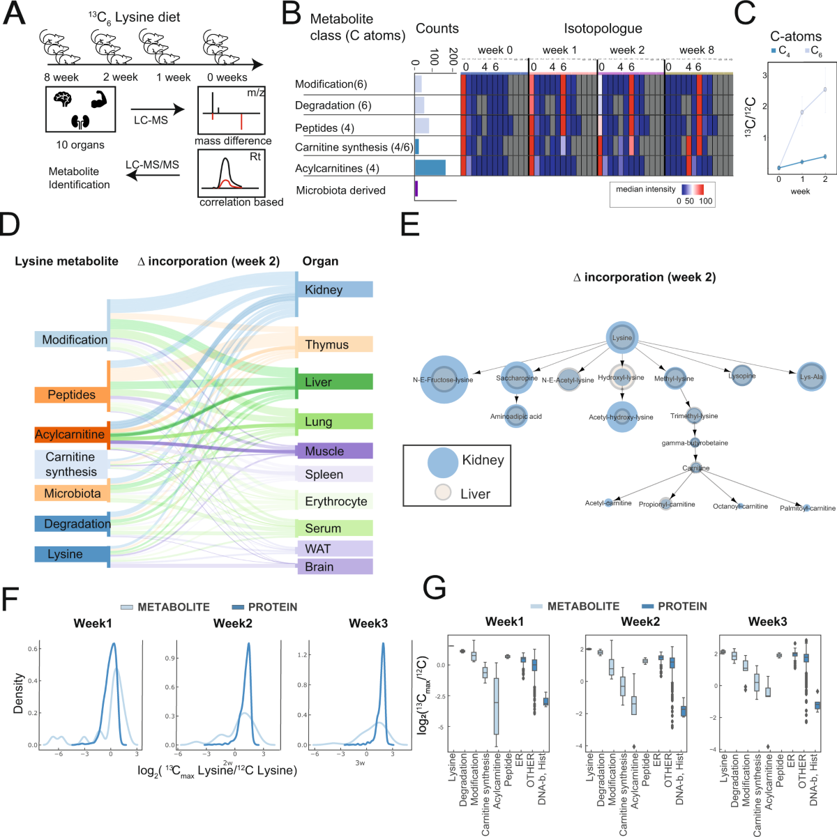 Accelerated lysine metabolism conveys kidney protection in salt-sensitive  hypertension | Nature Communications