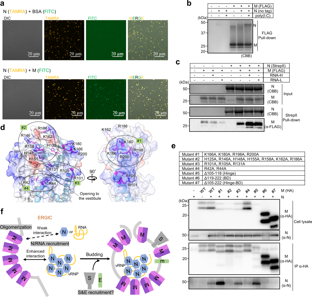 Structure of SARS-CoV-2 membrane protein essential for virus