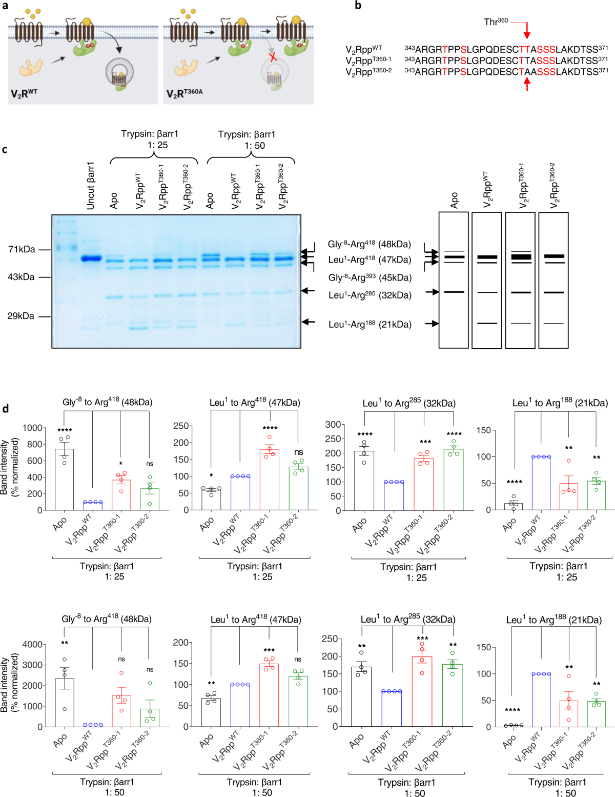 Allosteric modulation of GPCR-induced β-arrestin trafficking and signaling  by a synthetic intrabody | Nature Communications