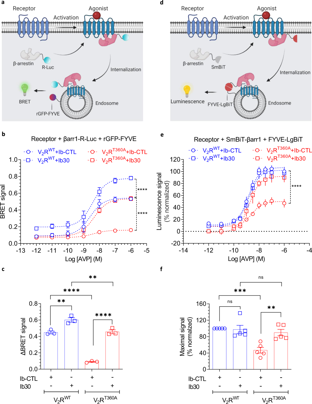 Allosteric modulation of GPCR-induced β-arrestin trafficking and signaling  by a synthetic intrabody | Nature Communications