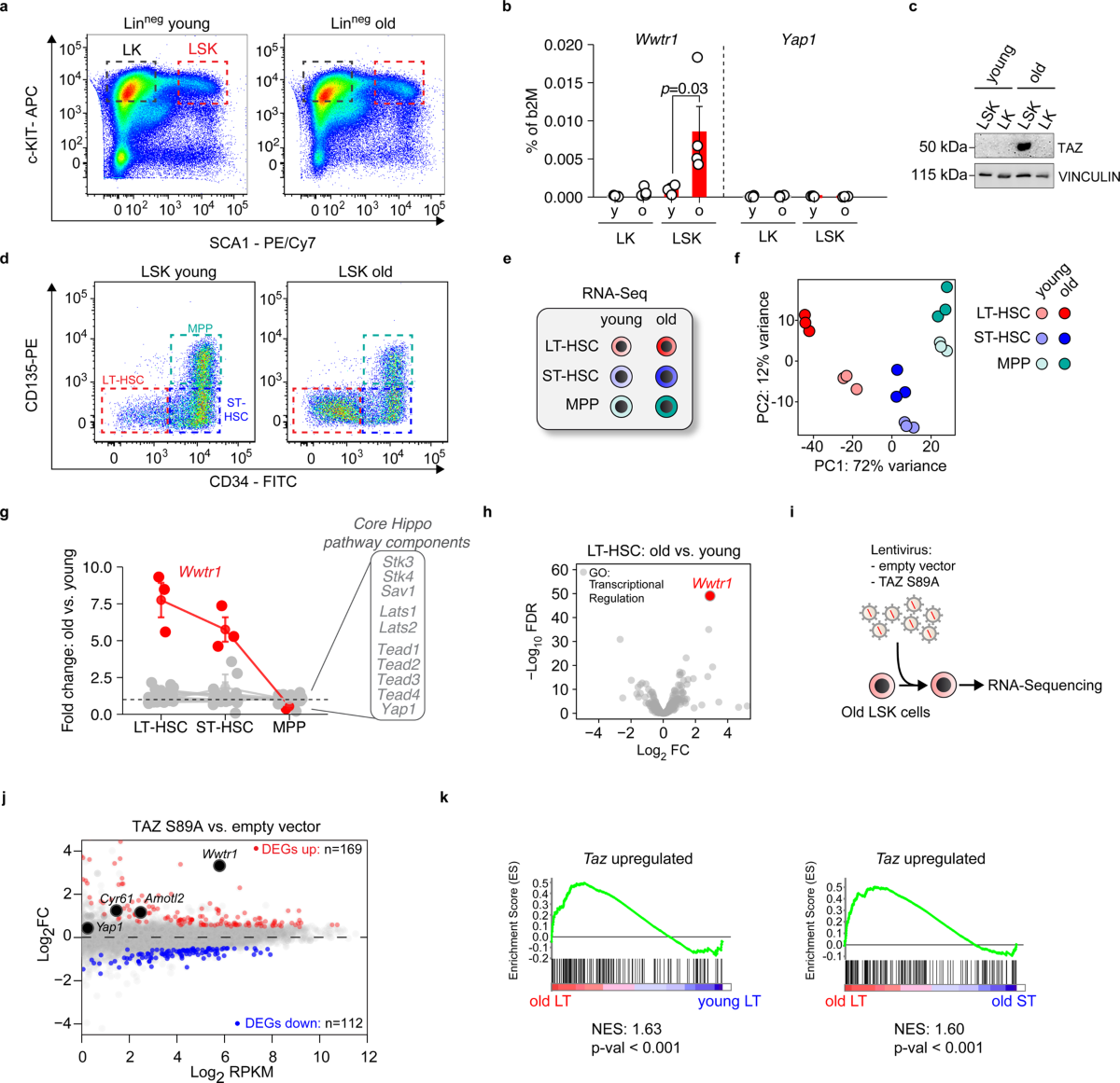 Taz protects hematopoietic stem cells from an aging-dependent decrease in  PU.1 activity | Nature Communications