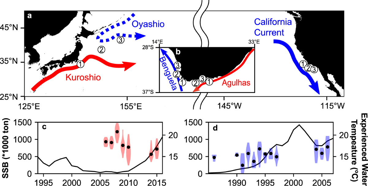 Contrasting life-history responses to climate variability in eastern and  western North Pacific sardine populations