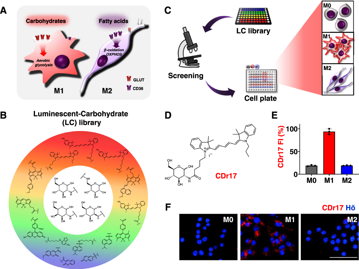 bpc-157 macrophage m1 m2 Regeneration or Risk? A Narrative Review of for Musculoskeletal Healing Macrophage Polarization: An Important Candidate