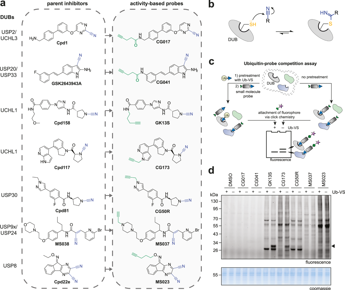 structural-basis-for-specific-inhibition-of-the-deubiquitinase-uchl1-nature-communications