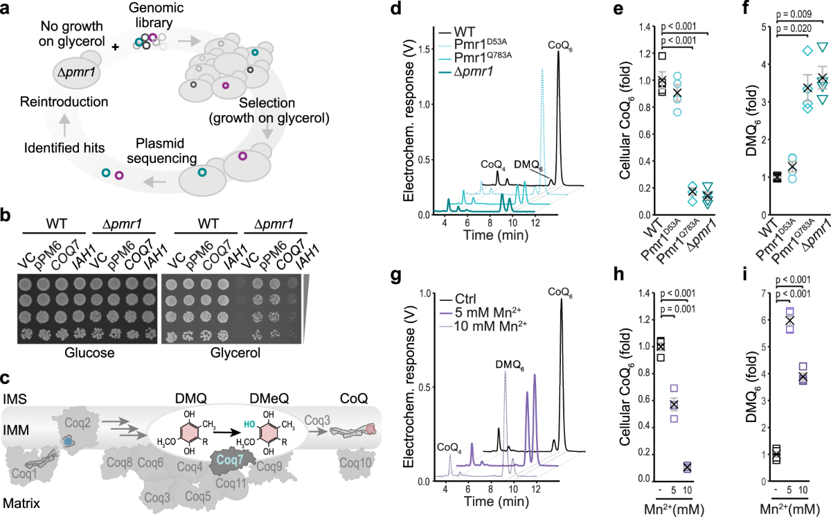 Manganese-driven CoQ deficiency | Nature Communications