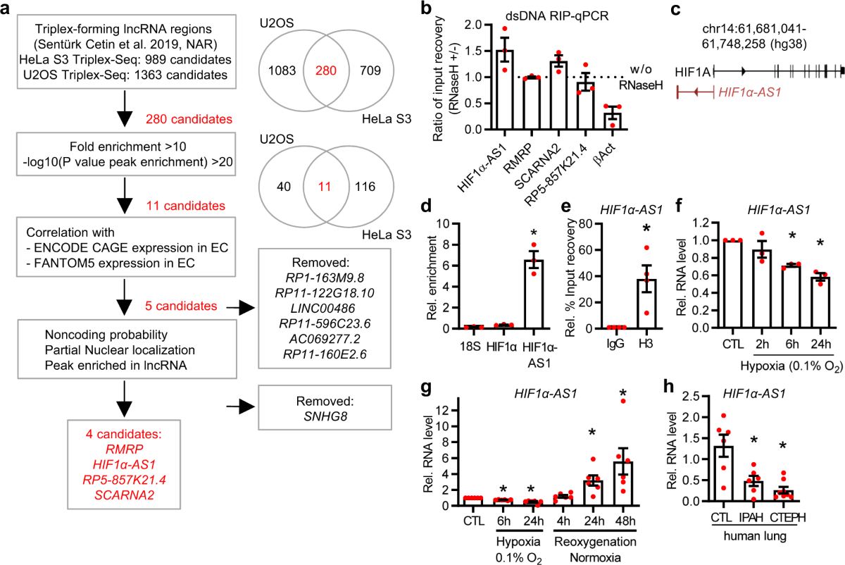 定価2万 HYDROGEN×Laurina Paperina ハイドロゲン 19SS春夏新作！注目度バツグンの コラボレーション シャワーサンダル イタリア製 43 セール　最終価格　ハイドロゲン　Tシャツ　ブラック　hydrogen HYDROGEN ART 半袖Tシャツ ブラック Tシャツ