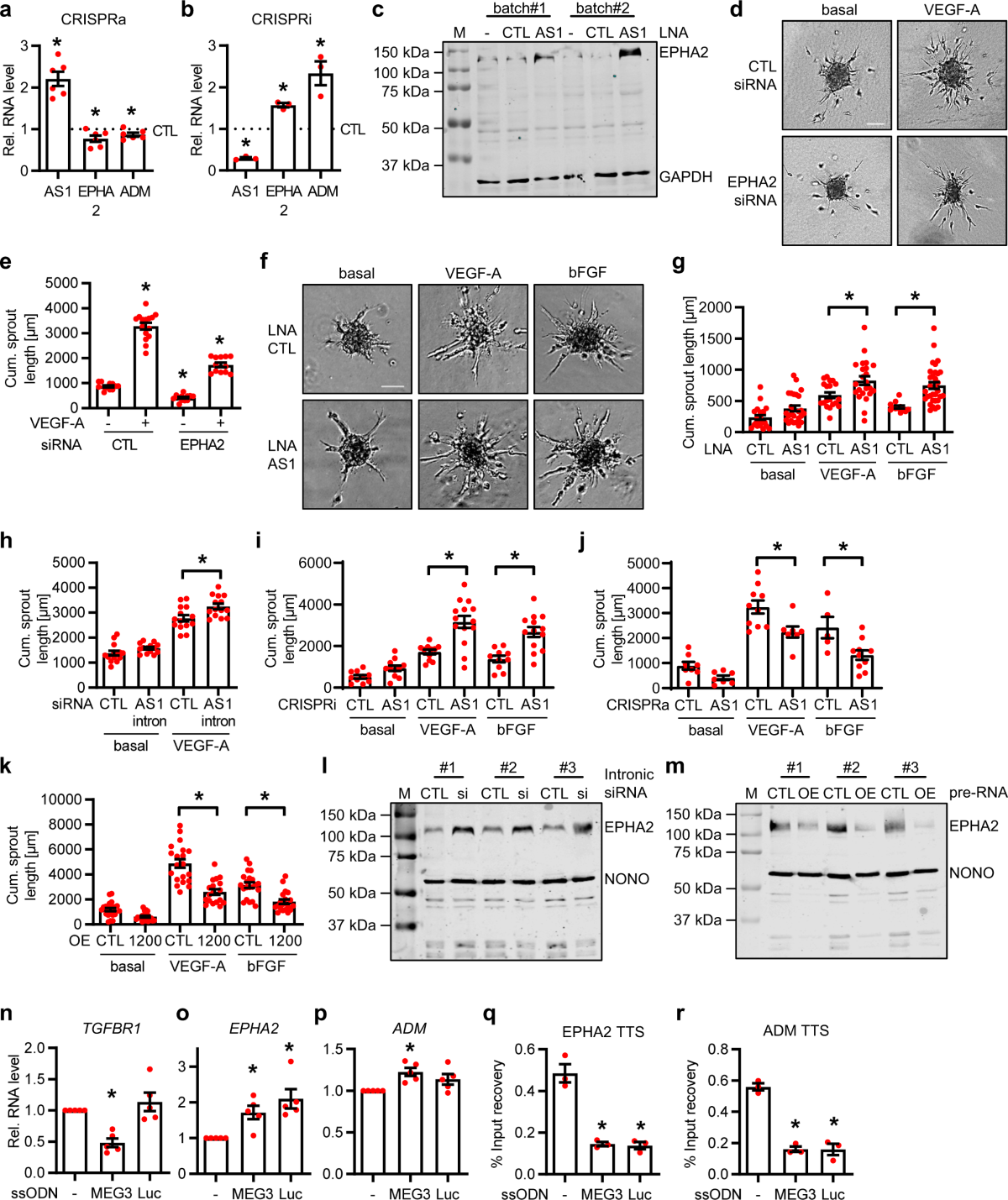 定価2万 HYDROGEN×Laurina Paperina ハイドロゲン 19SS春夏新作！注目度バツグンの コラボレーション シャワーサンダル イタリア製 43 セール　最終価格　ハイドロゲン　Tシャツ　ブラック　hydrogen HYDROGEN ART 半袖Tシャツ ブラック Tシャツ