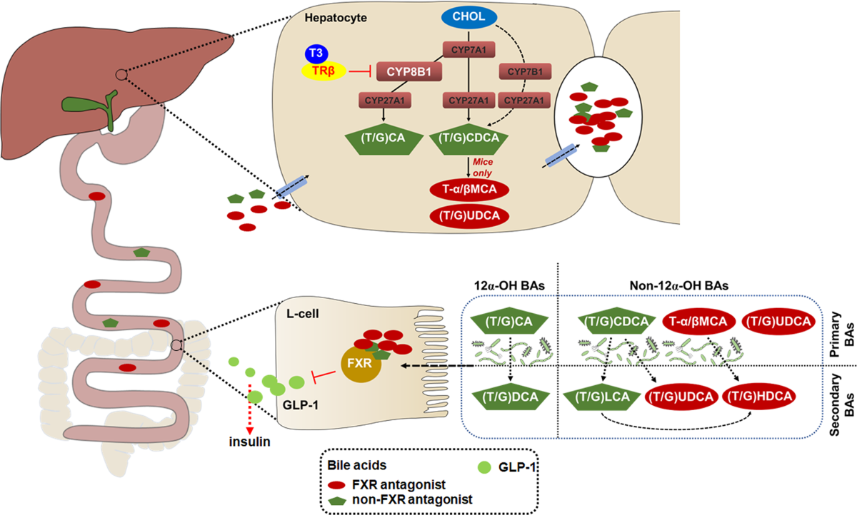 glp-1 thyroid issues Hepatic thyroid hormone signalling modulates glucose homeostasis through  the regulation of GLP-1 production via bile acid-mediated FXR antagonism