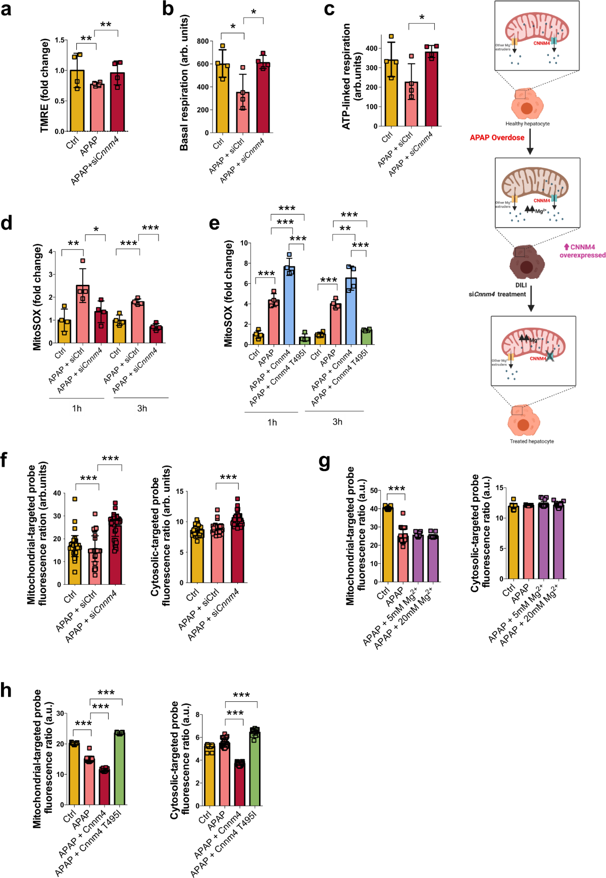 Restoring cellular magnesium balance through Cyclin M4 protects against  acetaminophen-induced liver damage | Nature Communications