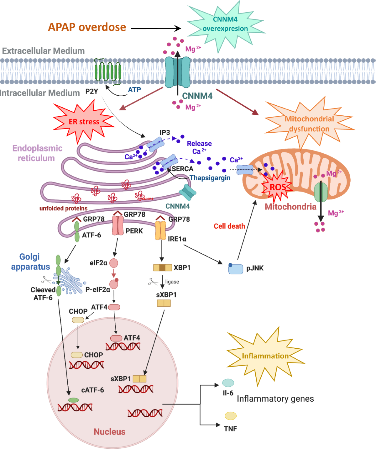 Restoring cellular magnesium balance through Cyclin M4 protects against  acetaminophen-induced liver damage | Nature Communications