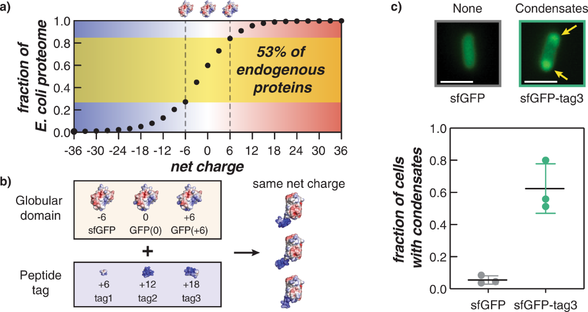 Intracellular phase separation of globular proteins facilitated by 