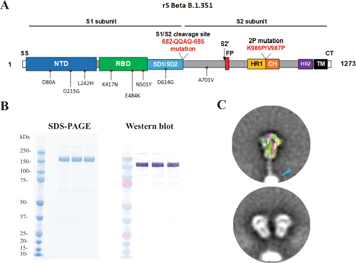 Immunogenicity and protection of a variant nanoparticle vaccine that  confers broad neutralization against SARS-CoV-2 variants | Nature  Communications