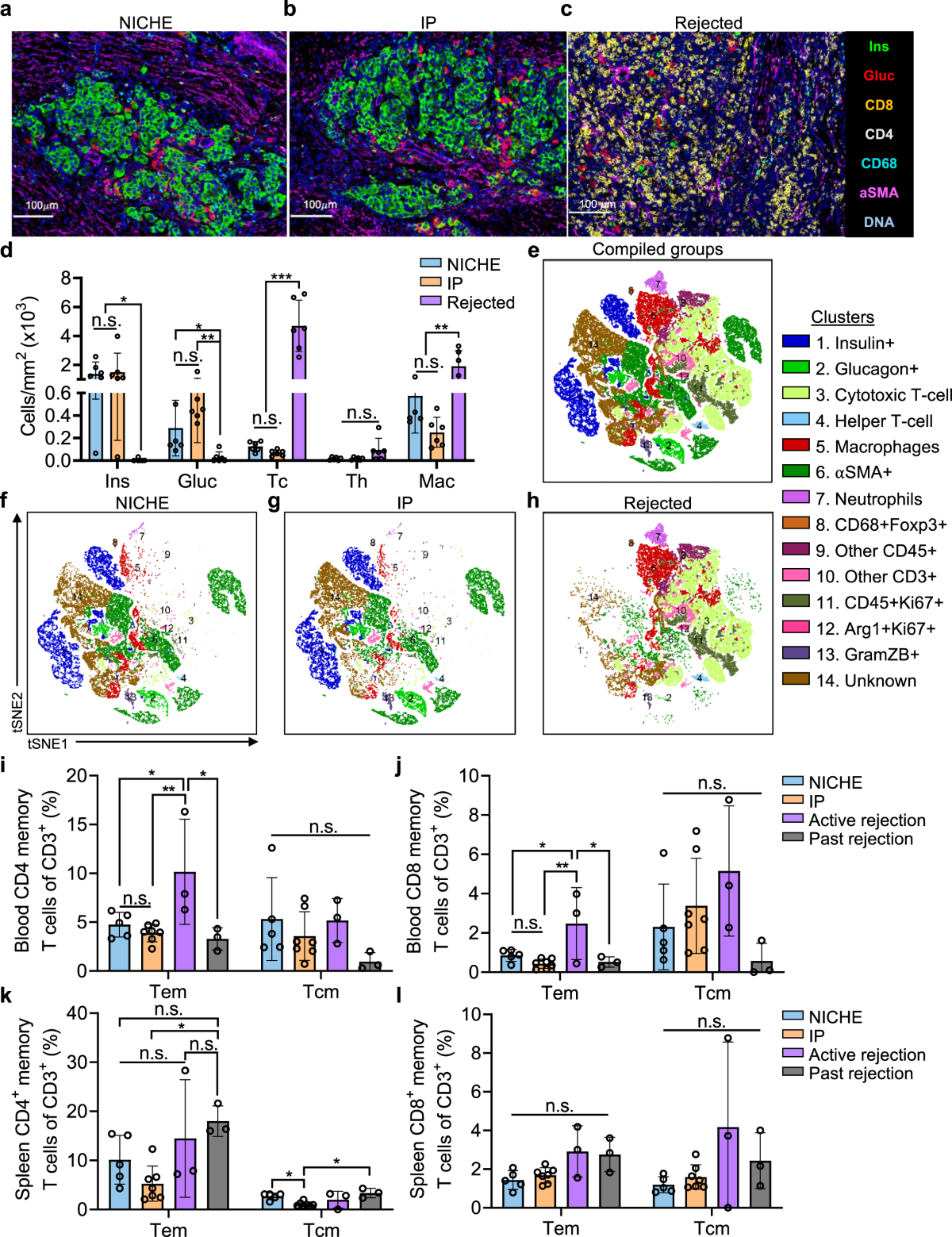 Implantable niche with local immunosuppression for islet  allotransplantation achieves type 1 diabetes reversal in rats | Nature  Communications