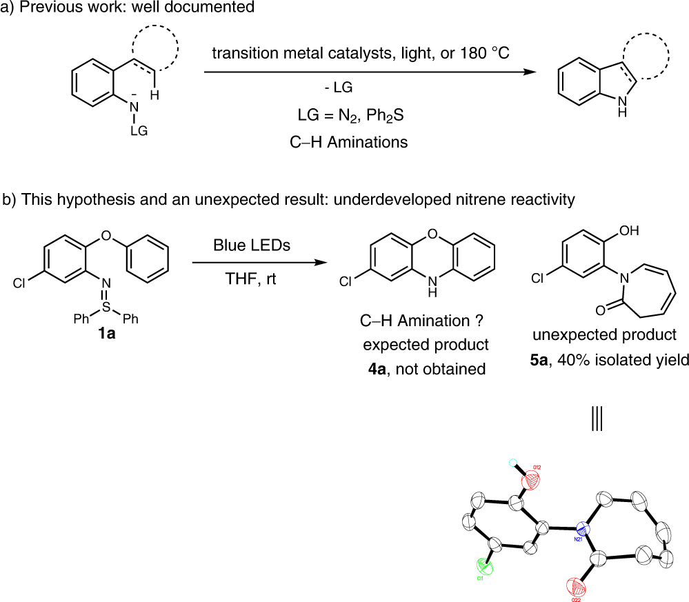 Frontiers | Synthesis and evaluation of anticancer activity of quillaic  acid derivatives: A cell cycle arrest and apoptosis inducer through NF-κB  and MAPK pathways