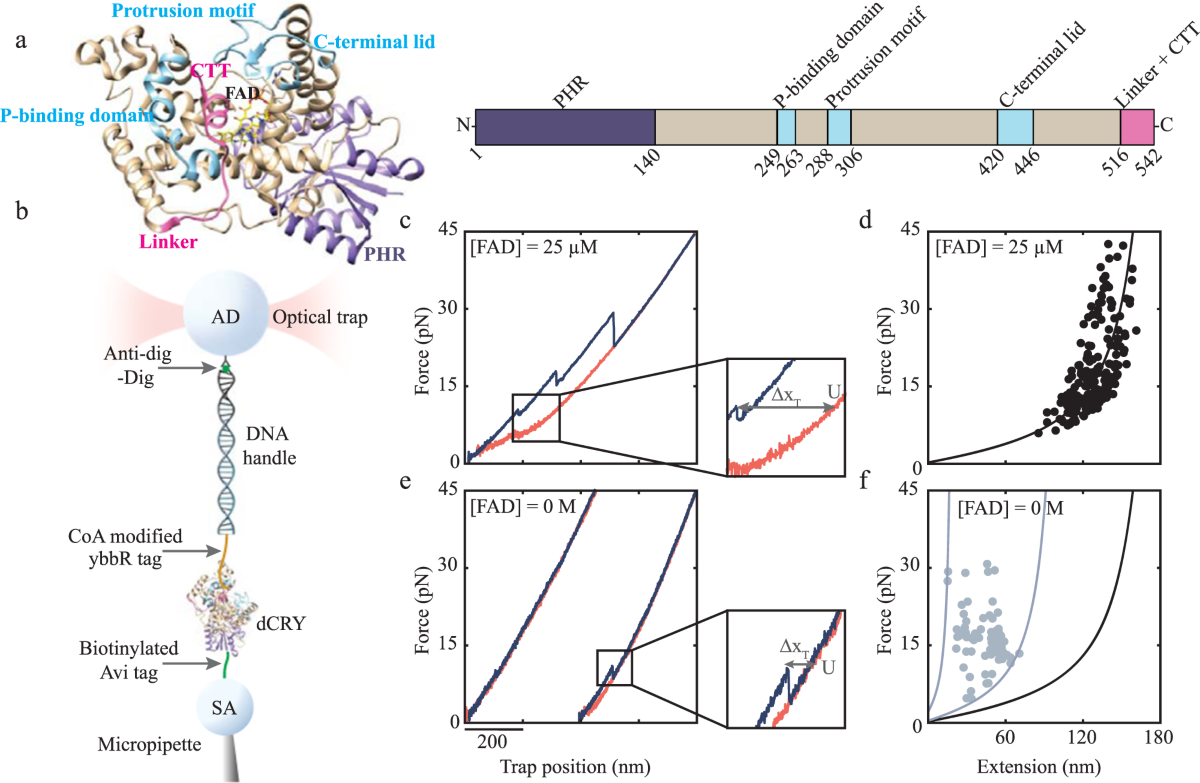 The cofactor-dependent folding mechanism of Drosophila cryptochrome  revealed by single-molecule pulling experiments | Nature Communications