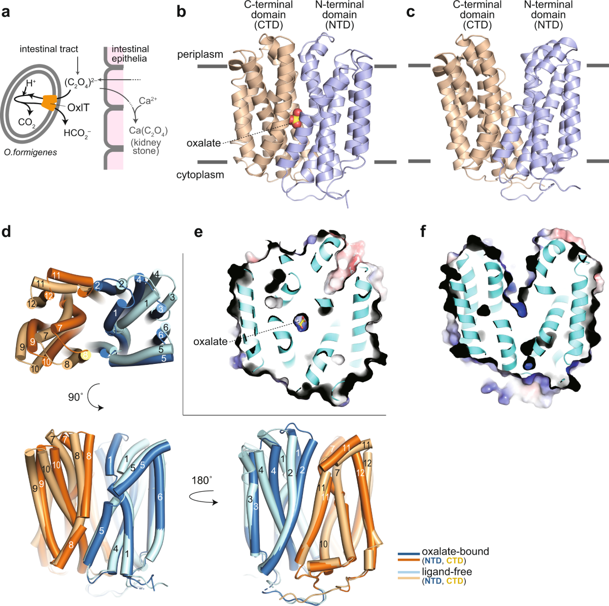 Structure and mechanism of oxalate transporter OxlT in an oxalate-degrading  bacterium in the gut microbiota | Nature Communications