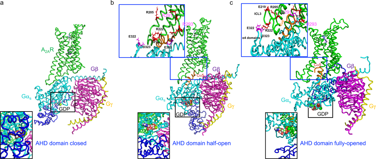 intermediate-state-trapped-mutants-pinpoint-g-protein-coupled-receptor-conformational-allostery-nature-communications