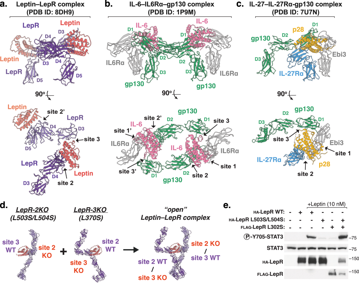 glutathione leptin receptor Structural insights into the mechanism of leptin receptor activation