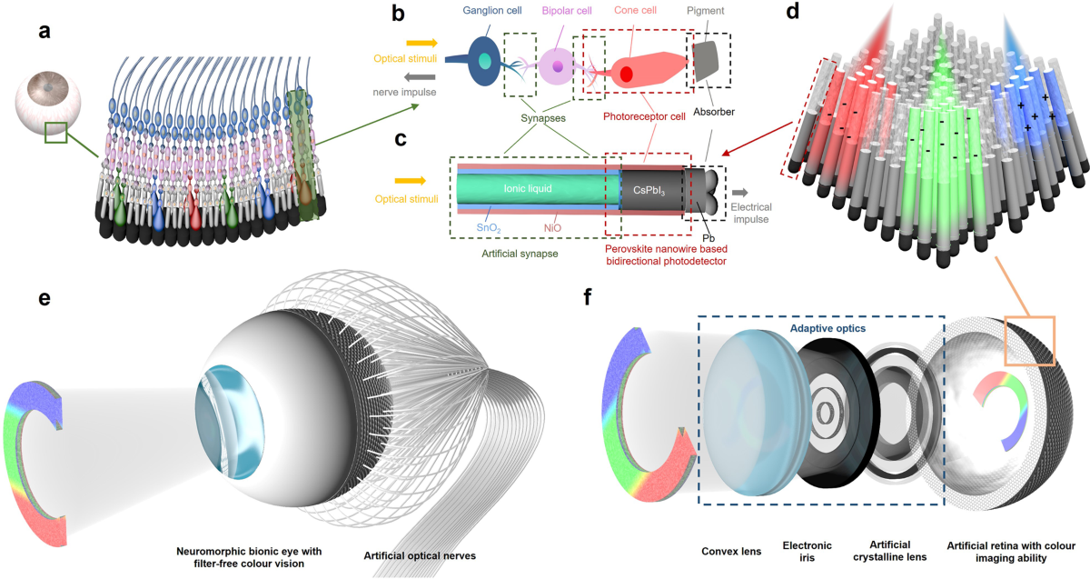 A neuromorphic bionic eye with filter-free color vision using 