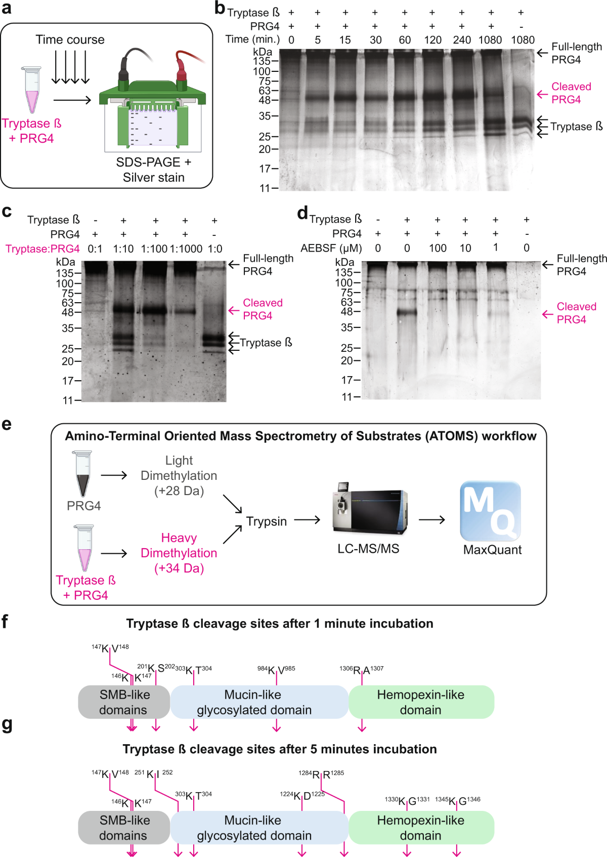tryptase-regulation-of-joint-lubrication-and-inflammation-via-proteoglycan-4-in-osteoarthritis-nature-communications