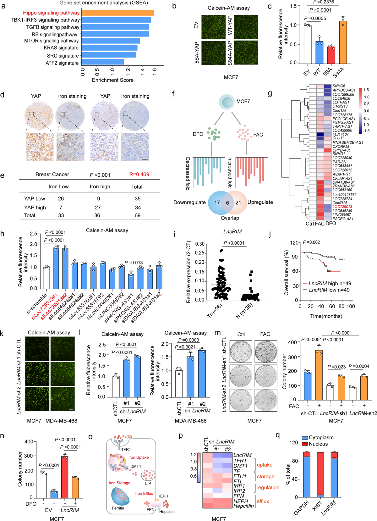 LncRNA modulates Hippo-YAP signaling to reprogram iron metabolism