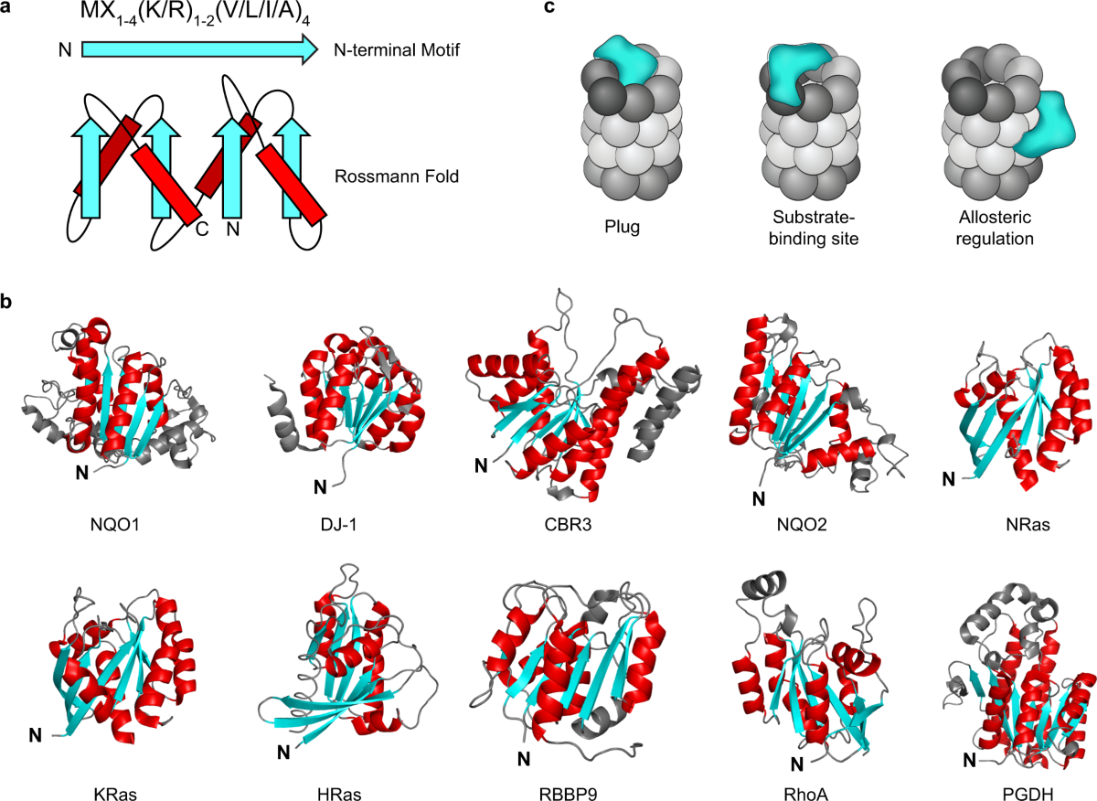 Allosteric regulation of the 20S proteasome by the Catalytic Core  Regulators (CCRs) family | Nature Communications