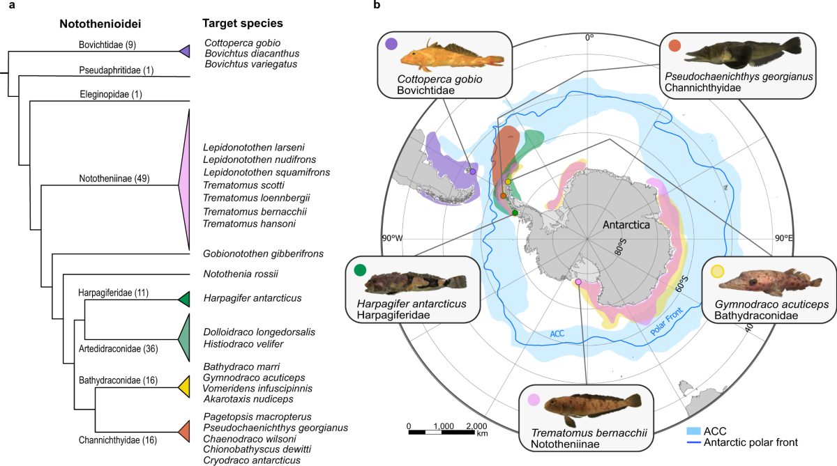 Characteristics Patagonian Toothfish | Merluza Negra, image size:1200x669