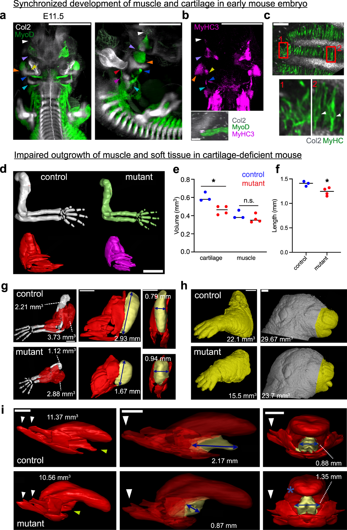 Directionality of developing skeletal muscles is set by mechanical 