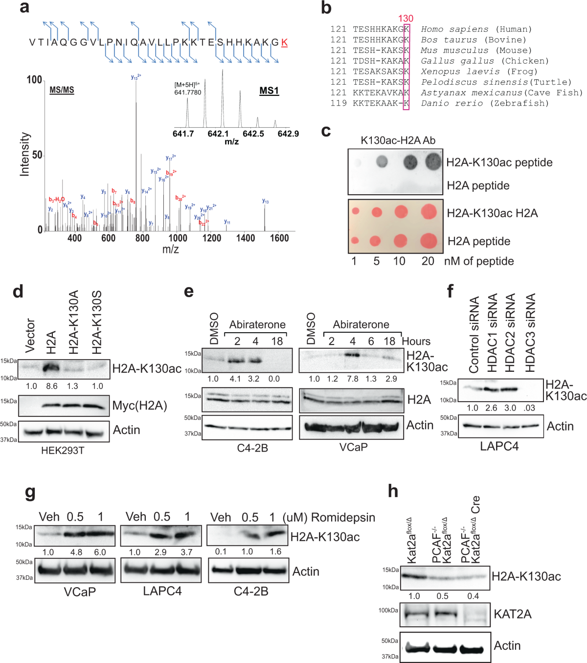 Histone H2A Lys130 acetylation epigenetically regulates androgen production in prostate cancer | Nature Communications histone-h2a-lys130-acetylation-epigenetically-regulates-androgen-production-in-prostate-cancer-nature-communications