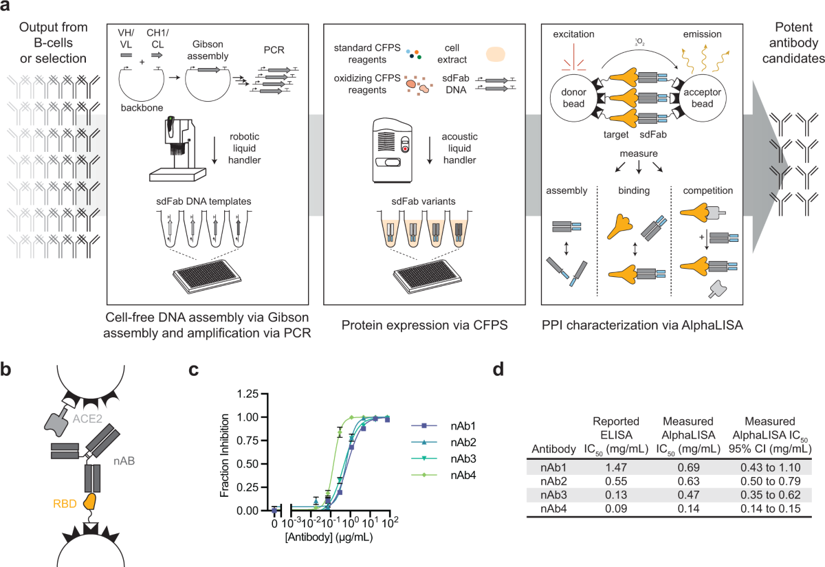 A rapid cell-free expression and screening platform for antibody  
