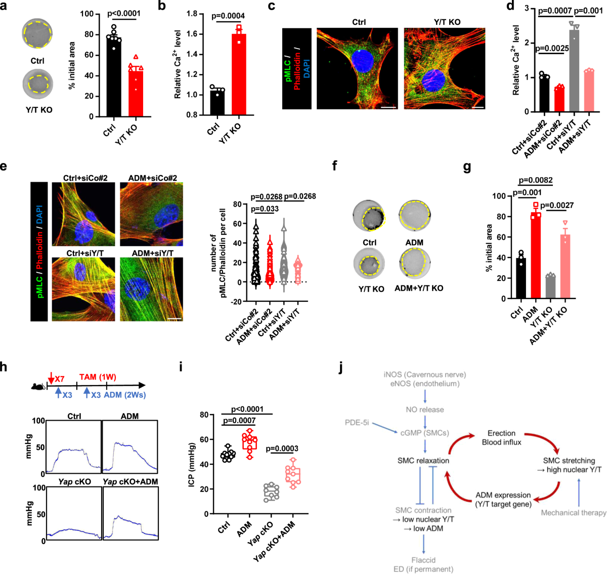 The role of mechano-regulated YAP/TAZ in erectile dysfunction | Nature  Communications