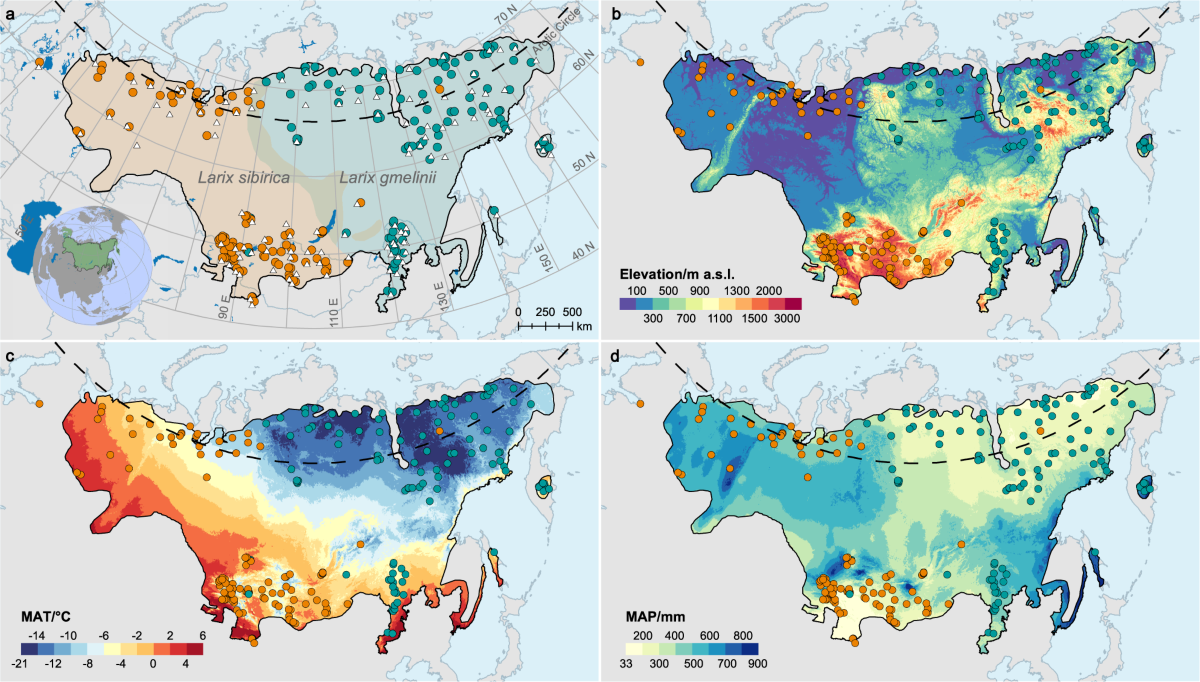 Reassessment of growth-climate relations indicates the potential for  decline across Eurasian boreal larch forests | Nature Communications